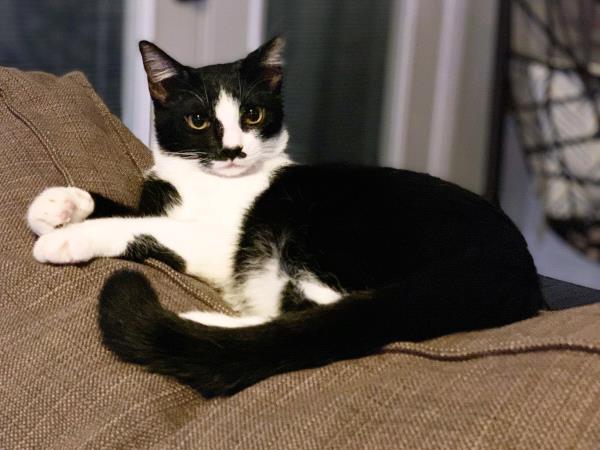 /Images/uploads/Friends of Seal Beach Animal Care Center/2022sbacc/entries/21199thumb.jpg